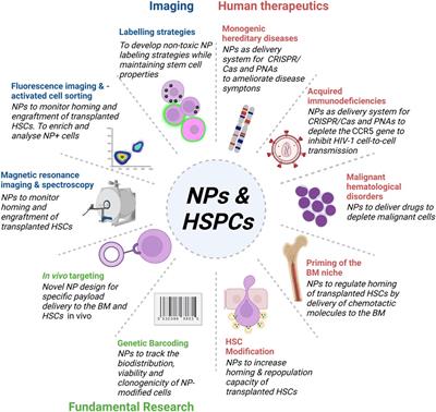 Frontiers Nanoparticles targeting hematopoietic stem and